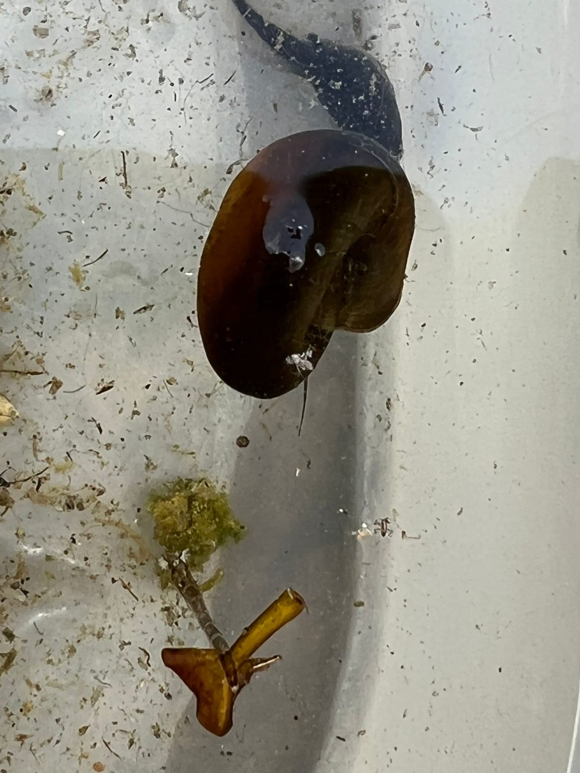 Die 3a erkundet den Lebensraum Teich in der Gruga Schwanenbusch